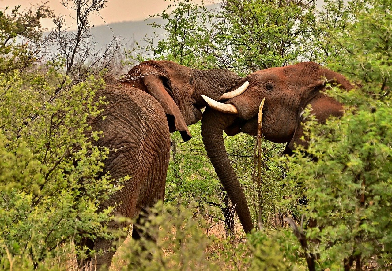 How Climate Change is Affecting Wildlife and Biodiversity